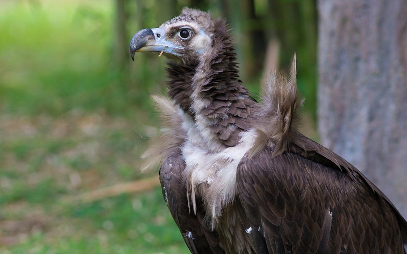 Cinereous Vulture